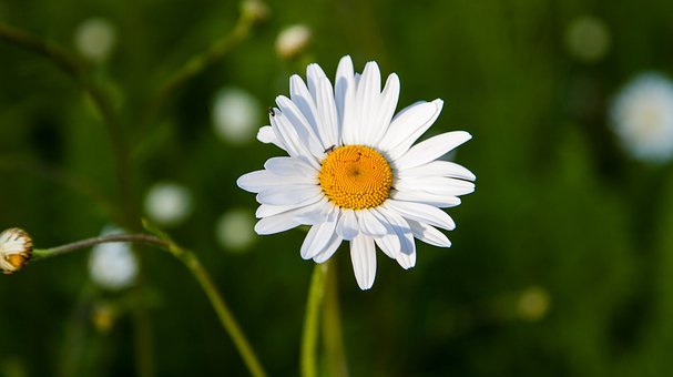 flower-2143125__340