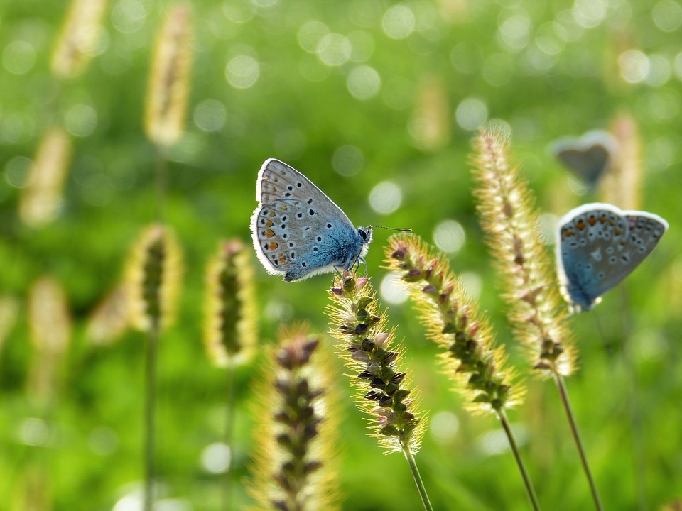 butterfly-3934592_960_720