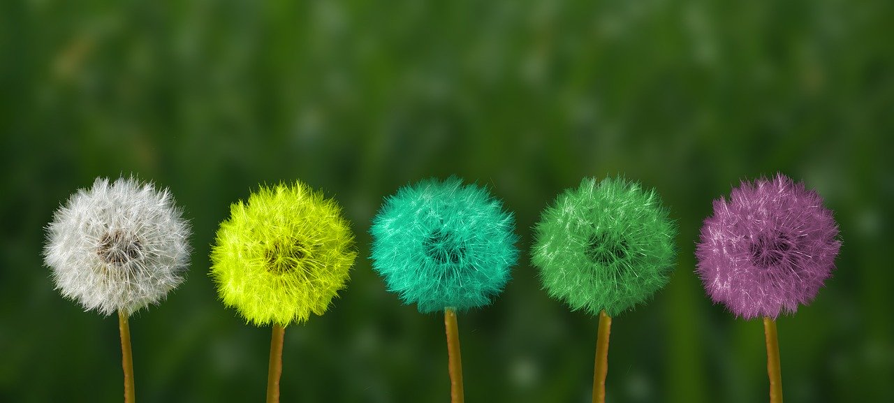 dandelion-2817950_1280